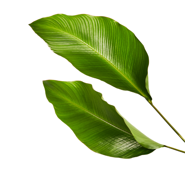 Tropical Leaf