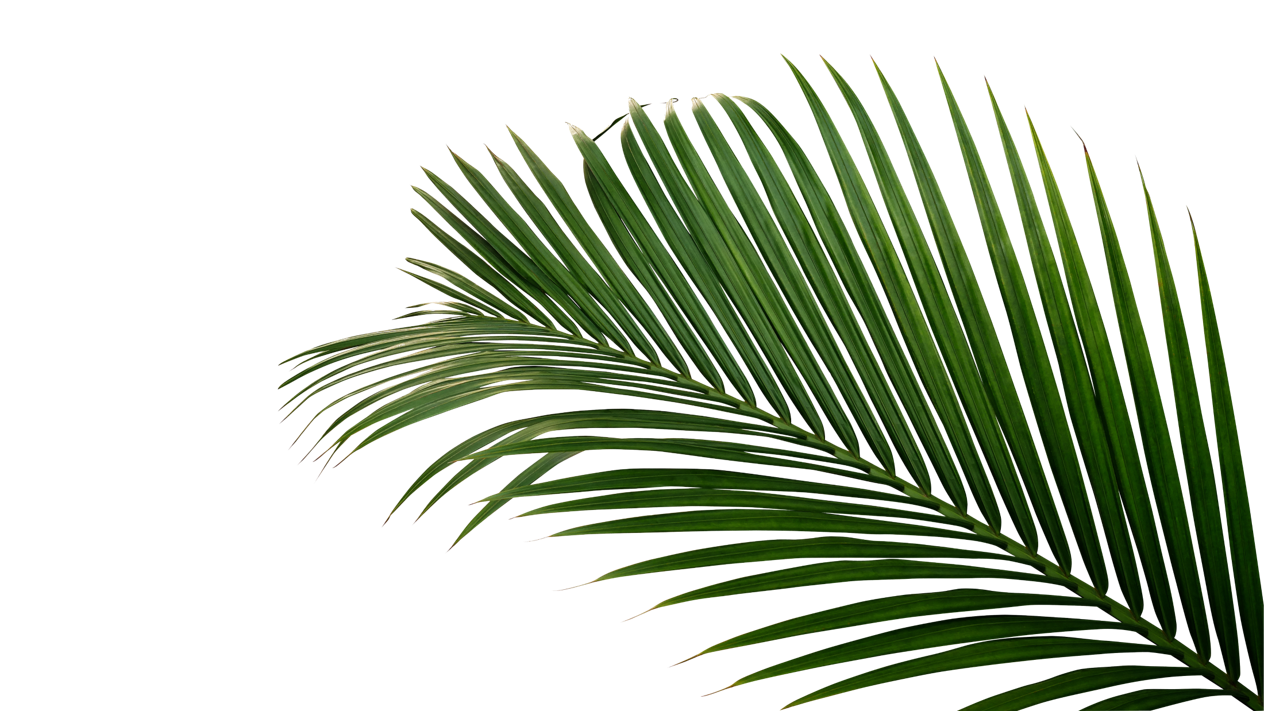 Palm Leaf