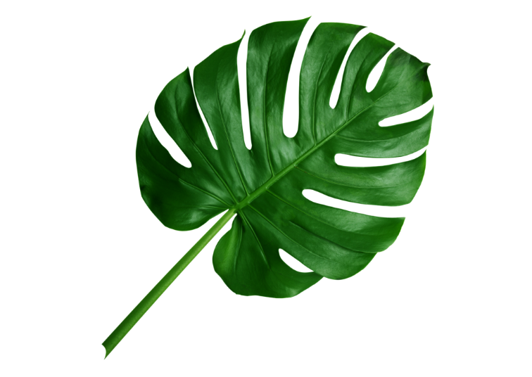 Leaf